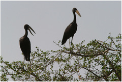 Anastomus lamelligerus