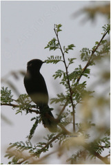 Cercotrichas podobe