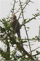 Urocolius macrourus