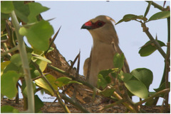 Urocolius macrourus