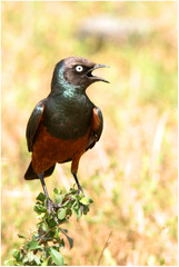Lamprotornis pulcher