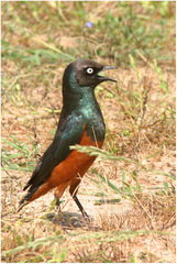 Lamprotornis pulcher