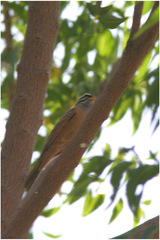 Emberiza goslingi