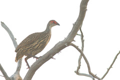 Pternistis clappertoni