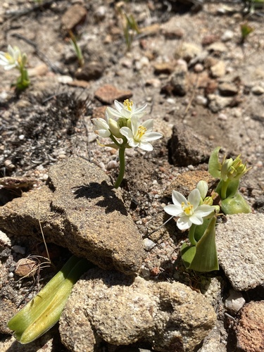 Cederberg Star (Ornithogalum subcoriaceum)