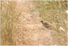 Pterocles quadricinctus