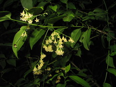 Chiococca belizensis