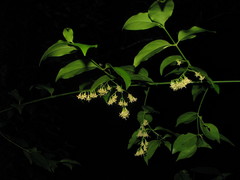 Chiococca belizensis