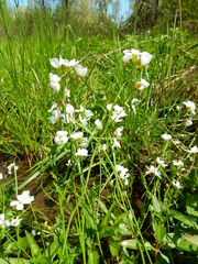 Cardamine penduliflora