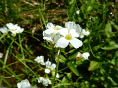 Cardamine penduliflora