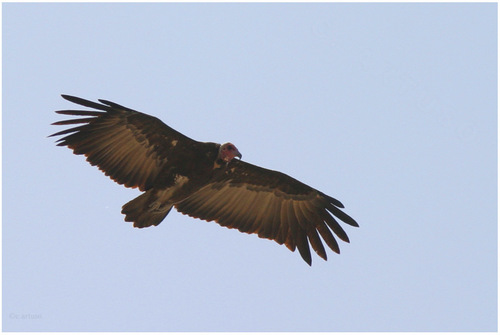 Hooded Vulture