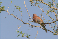 Streptopelia senegalensis