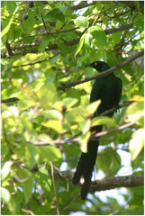 Lamprotornis caudatus