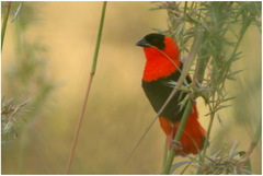 Euplectes franciscanus