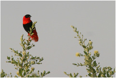 Euplectes franciscanus