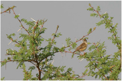 Cisticola ruficeps