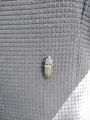 Tibionema abdominalis