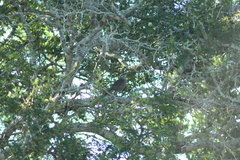 Campylorhynchus yucatanicus