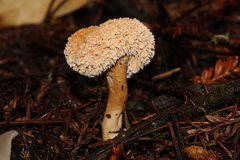 Hydnum oregonense