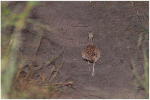 iNaturalist image