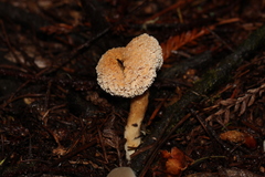 Hydnum oregonense
