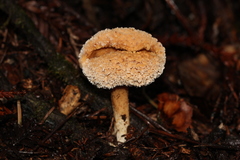 Hydnum oregonense