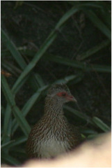 Ptilopachus petrosus