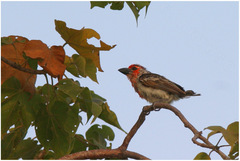 Lybius vieilloti