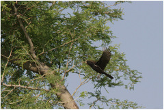 Bubalornis albirostris