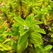 Hexasepalum serrulatum - Photo (c) Jan Meerman, μερικά δικαιώματα διατηρούνται (CC BY-NC), uploaded by Jan Meerman