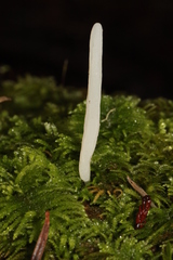 Clavaria acuta