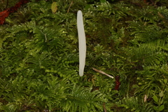 Clavaria acuta