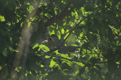 Campylorhynchus yucatanicus