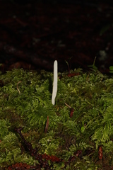Clavaria acuta