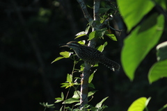 Campylorhynchus yucatanicus