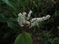 Miconia aeruginosa