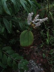 Miconia aeruginosa