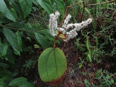 Miconia aeruginosa