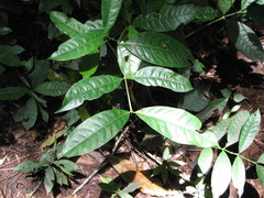 Faramea occidentalis