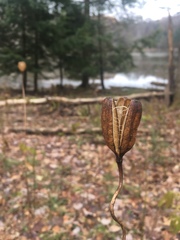 Lilium canadense