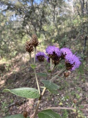 Vernonia alamanii