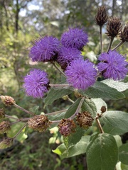Vernonia alamanii