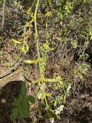 Phoradendron carneum