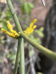 Phoradendron carneum