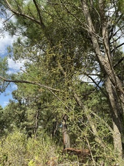 Phoradendron carneum