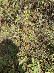 Dichromanthus michuacanus