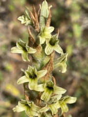 Dichromanthus michuacanus