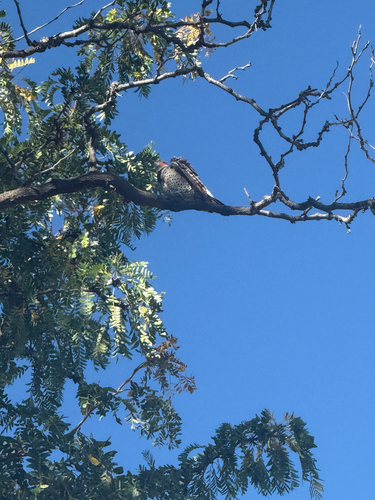 Northern Flicker