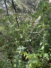 Salvia thyrsiflora