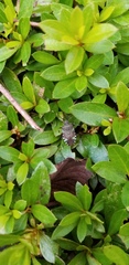 Urochela luteovaria